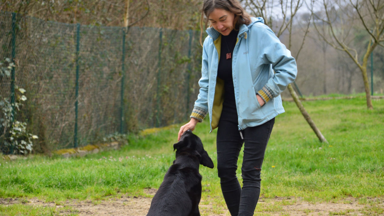 educador canino en siero educador canino en siero