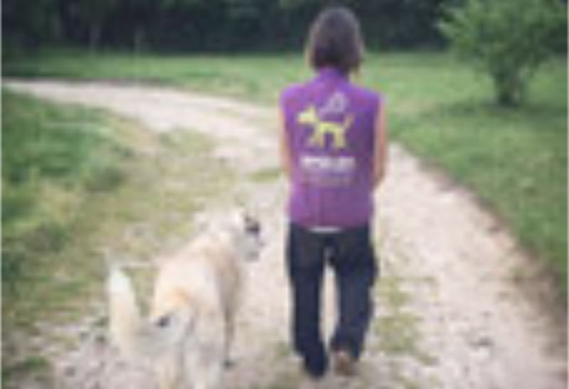 guardería de perros en asturias guardería de perros en asturias