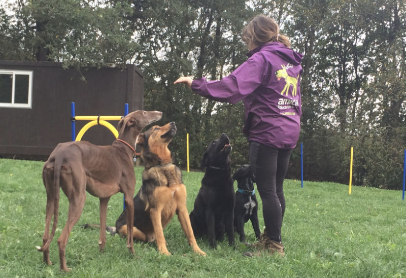 terapia de perros en asturias terapia de perros en asturias